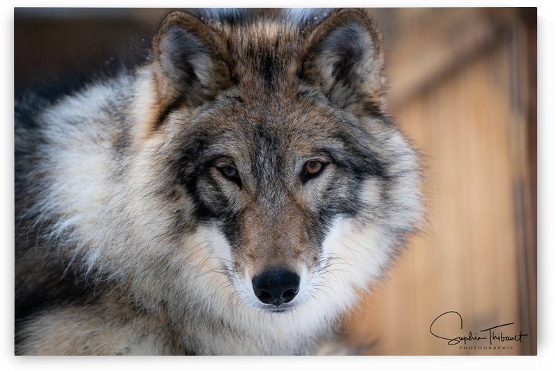 Chenoa de près by Sanctuaire Nymous