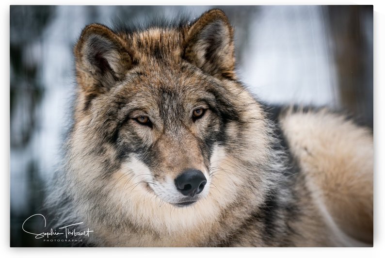 Chenoa  trop belle by Sanctuaire Nymous