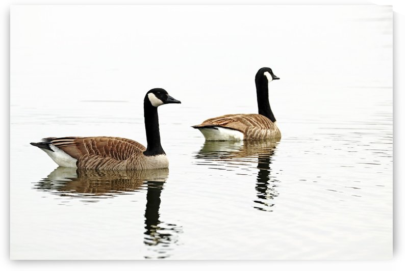 Classy Canada Geese by Deb Oppermann