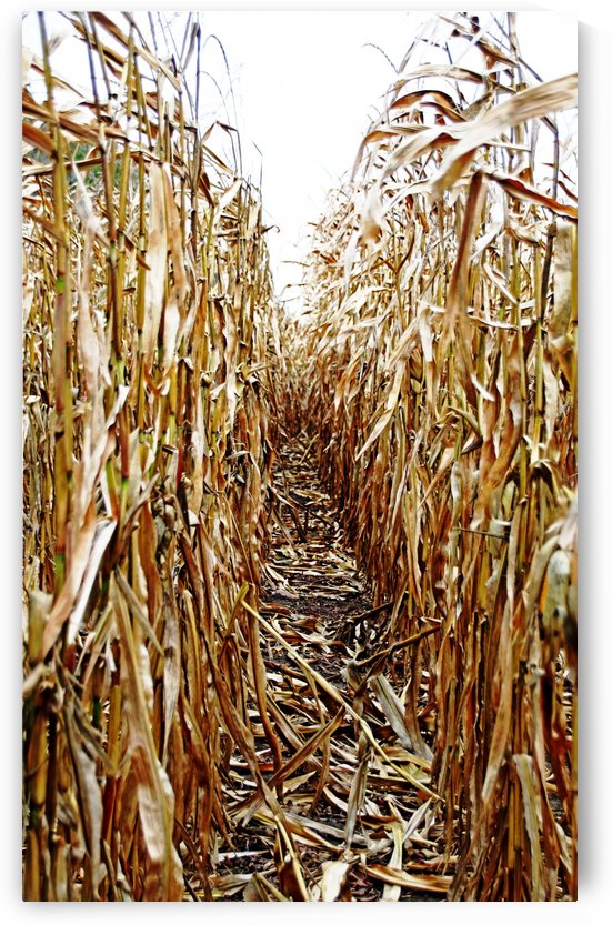 Time To Harvest by Deb Oppermann