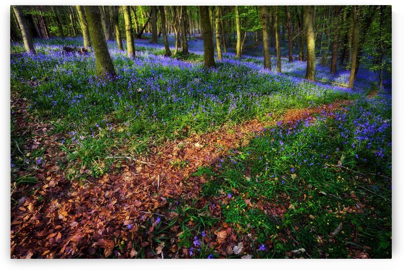 Bluebell Wood in Margam by Leighton Collins