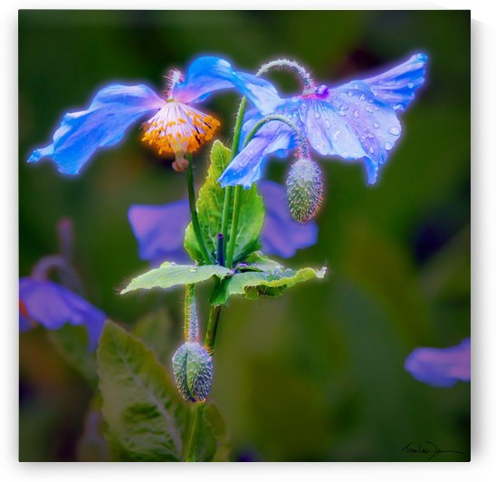 Jardin Metis fleur bleue et mauve by Jean-Louis Desrosiers