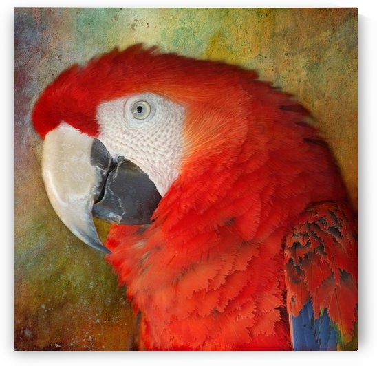 Scarlet Macaw Portrait by HH Photography of Florida