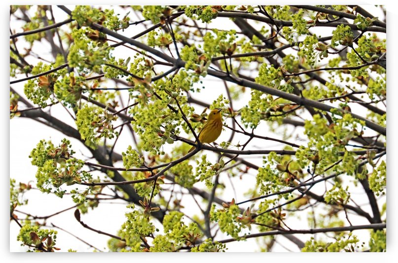 Yellow Warbler In Spring Maple Tree by Deb Oppermann