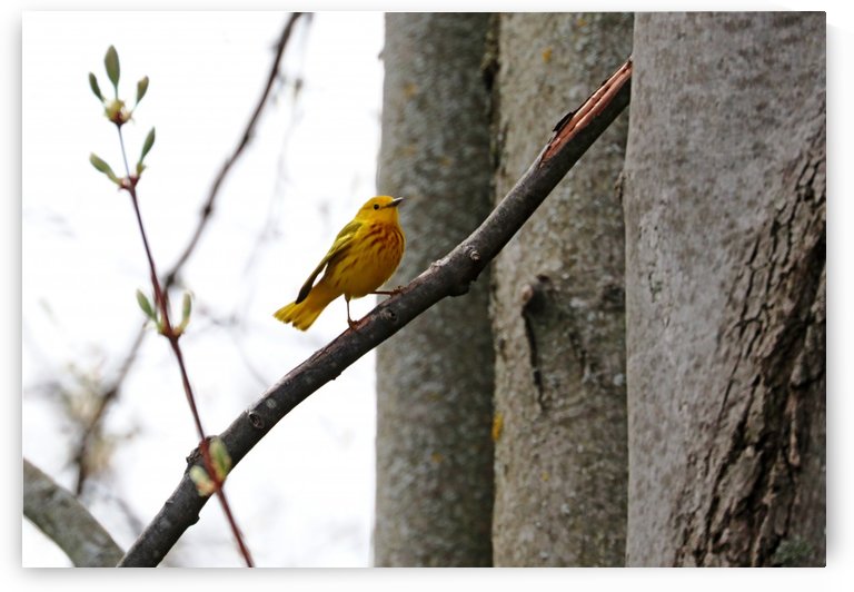 Step Lively by Deb Oppermann