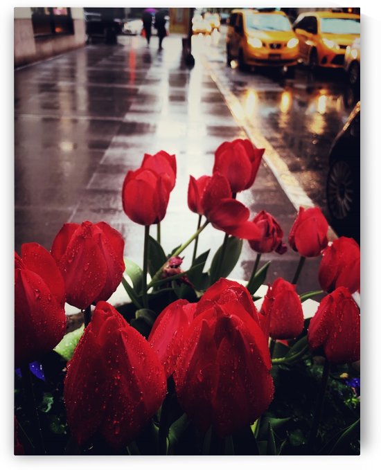 Lillies in NYC by Shalini Mimani