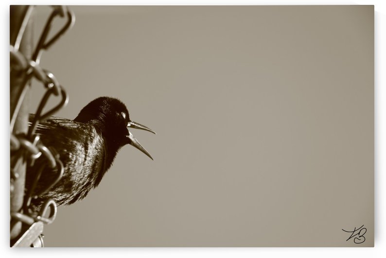 Black Bird  by IsabelVictoria