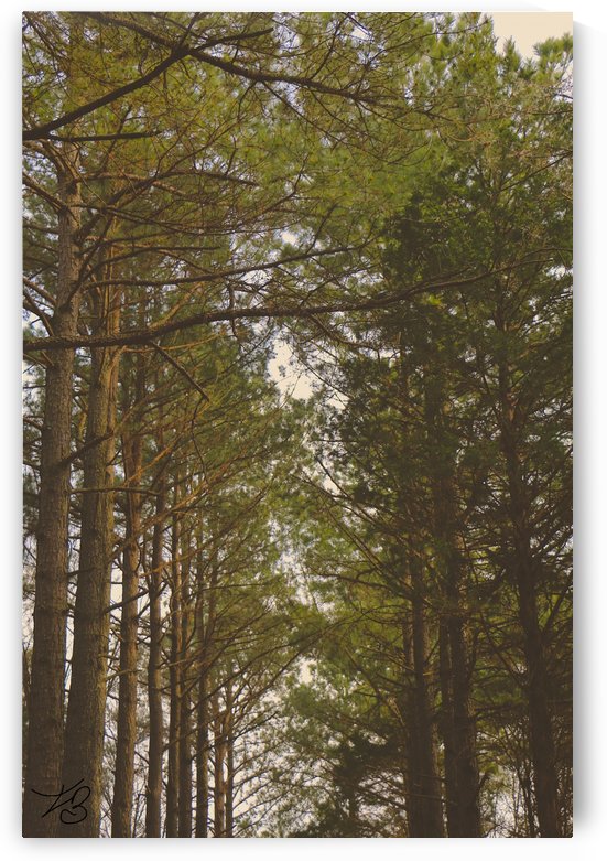 Forest Files by IsabelVictoria