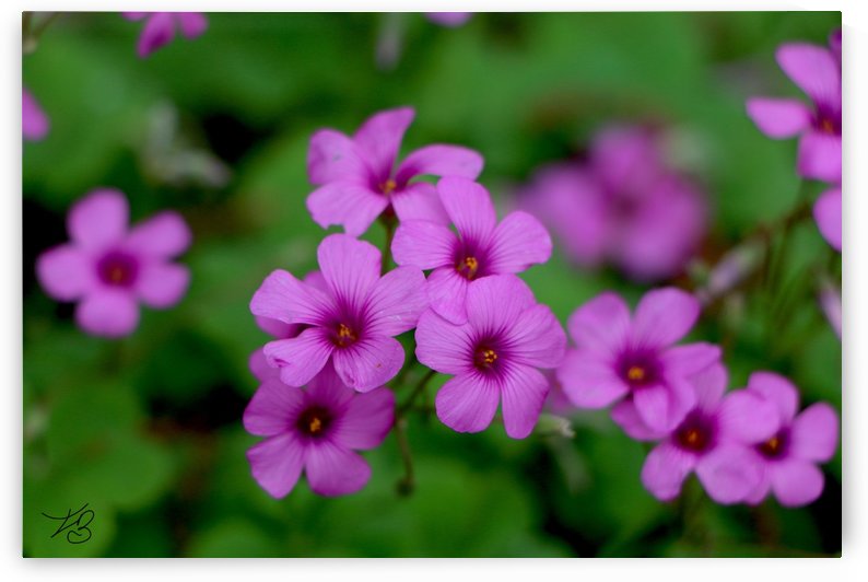 Flowerz by IsabelVictoria