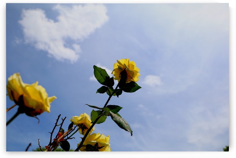 High Above  by IsabelVictoria