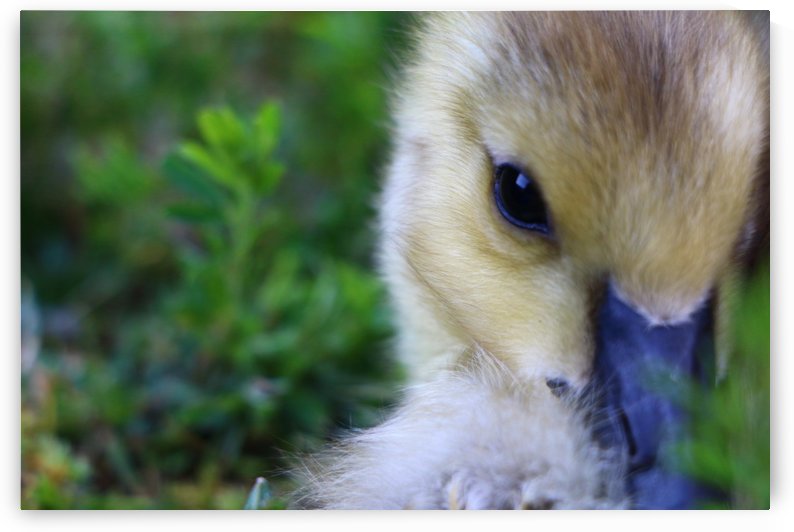 Baby Geese by IsabelVictoria