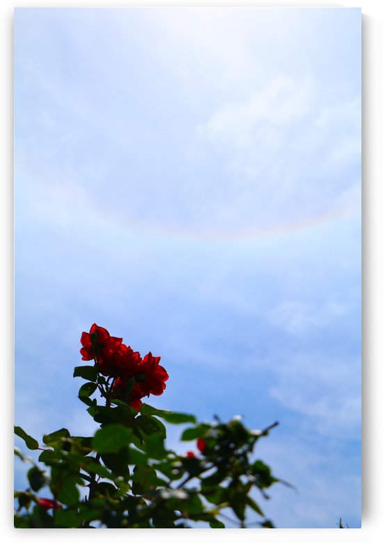 Blooming by IsabelVictoria