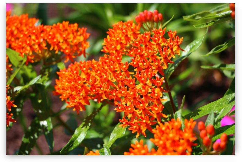 Bright Orange  by IsabelVictoria