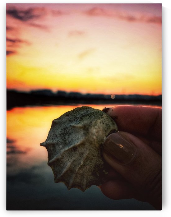Shell and some sun by Shalini Mimani