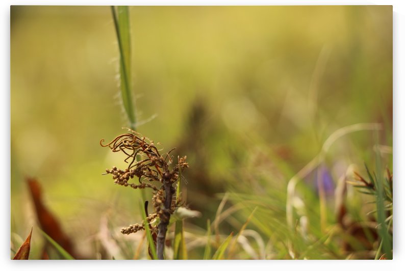 Seedless Time  by IsabelVictoria