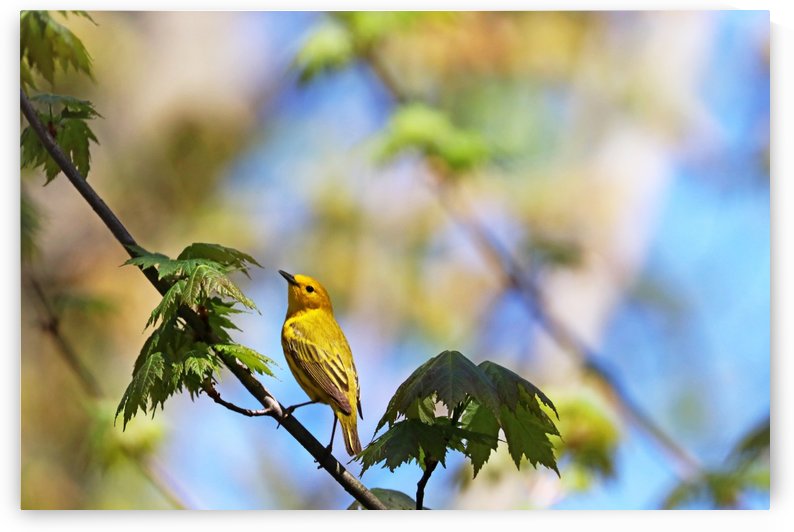 Yellow Warbler In Maple Tree by Deb Oppermann
