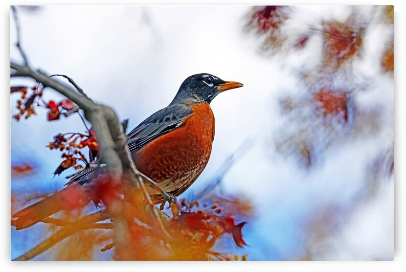 Spring Robin by Deb Oppermann