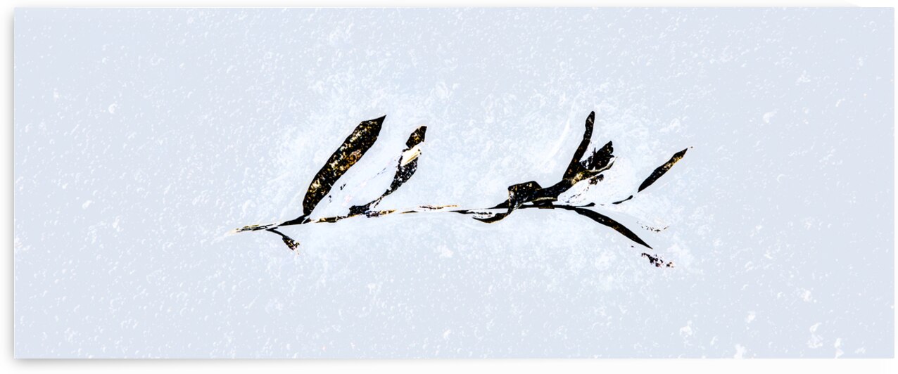 La Delicatesse by Sylvain Martin