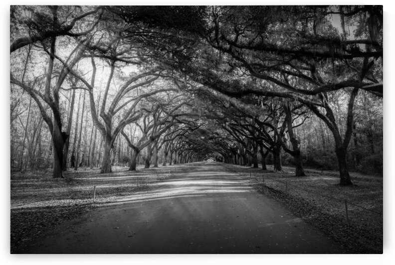 Wormsloe Plantation Oak Alley Sunbeams  by Norma Brandsberg Photography