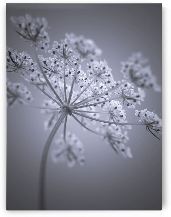 Cow Parsley by Assaf Frank
