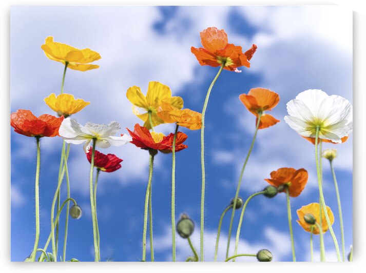 Blue Sky Bouquet by Assaf Frank