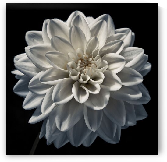 Dahlia flower by Assaf Frank