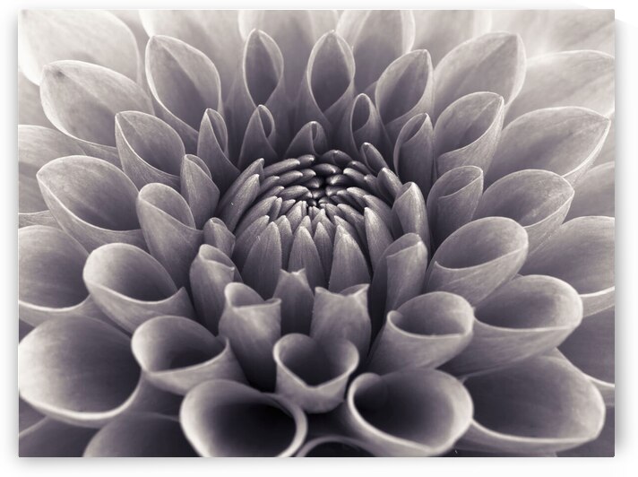 Dahlia Flower by Assaf Frank