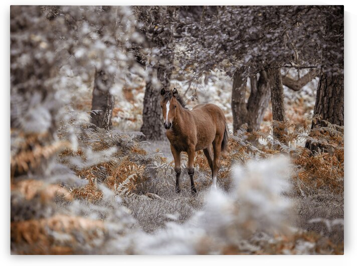 Wild Stallion by Assaf Frank