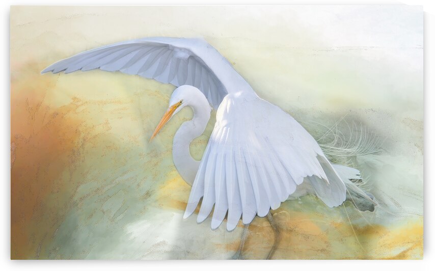 Imminent  White Egret Flight by Norma Brandsberg Photography