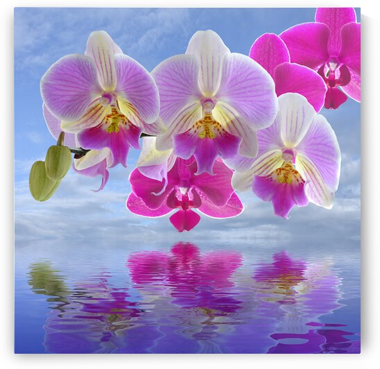 Colorful Purple Pink Orchid Spa by Gill Billington