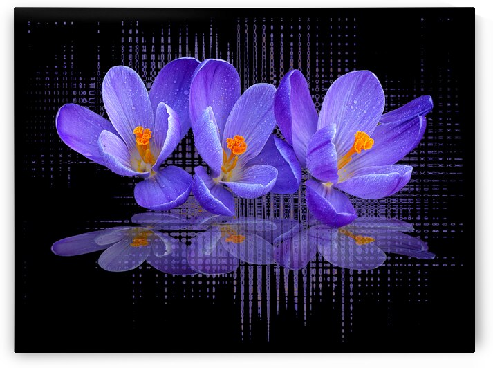 Purple Crocus Abstract Rain On Black by Gill Billington