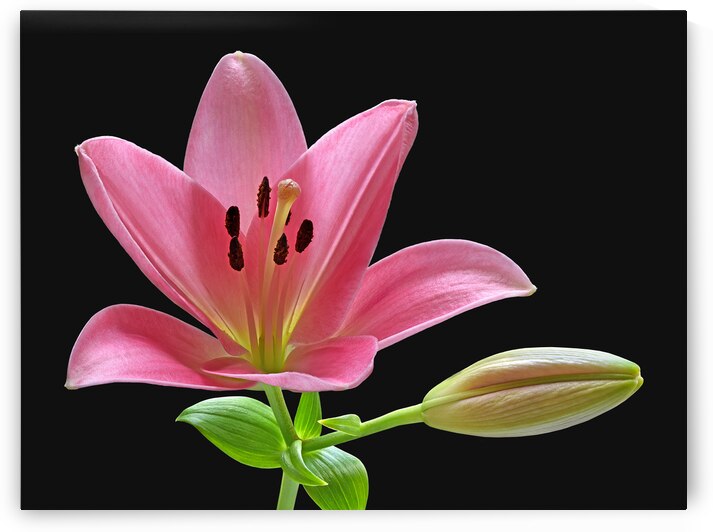 Pink Lily With Bud on Black by Gill Billington