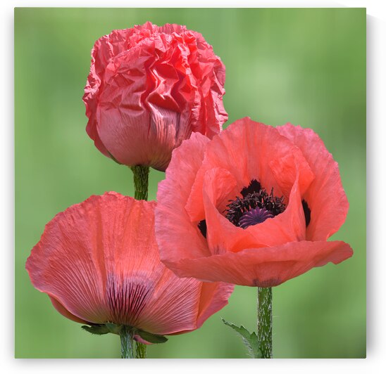 Pink Oriental Poppy Triple Square by Gill Billington