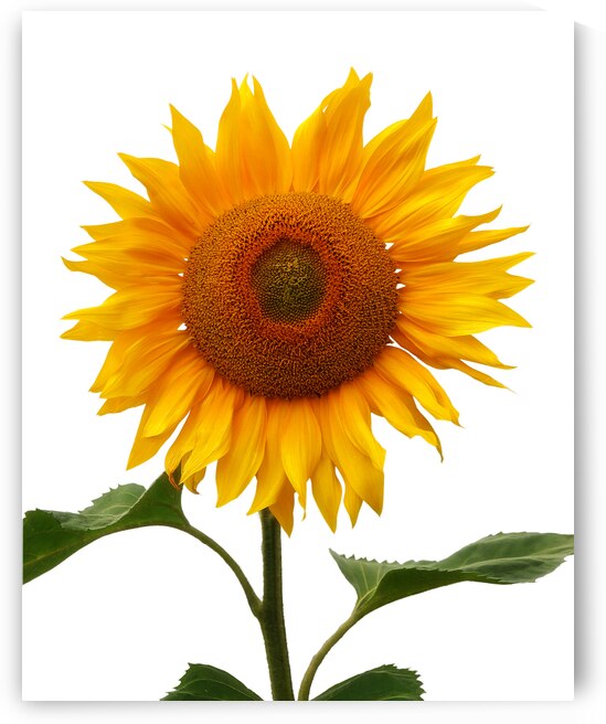 Sunflower On White by Gill Billington