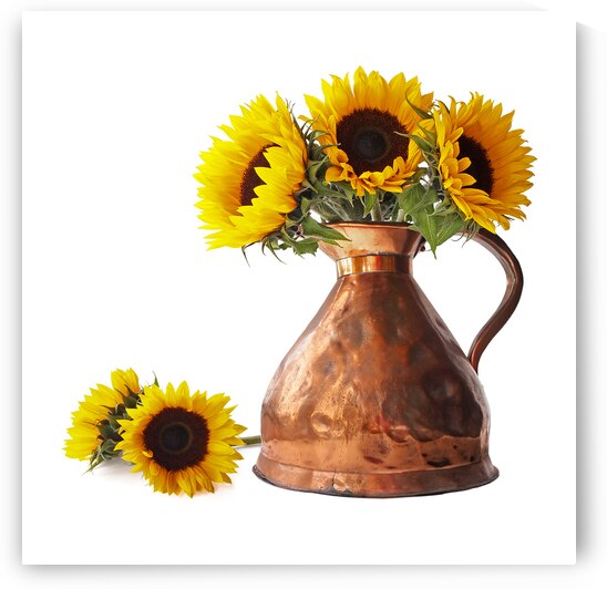 Sunflowers in Copper Pitcher On White Square by Gill Billington