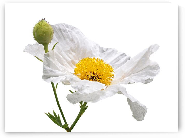 White Matilija Poppy On White by Gill Billington