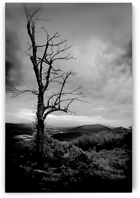 Blue Ridge  Tree Still Standing Tall by Norma Brandsberg Photography
