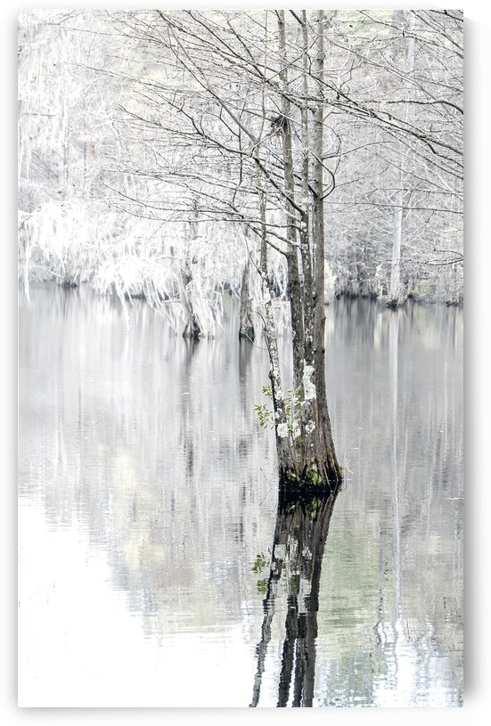 The Bald Cypress Colors of Winter by Norma Brandsberg Photography