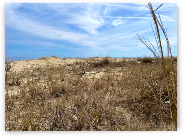Beach Dune in Ocean City MD by Bill Swartwout Photography