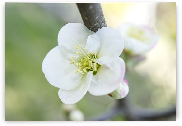 White Quince Flower 03162024 by Iris H Richardson