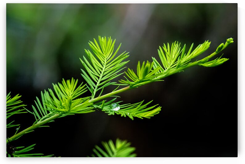 Delicate Cypress by B Zolle