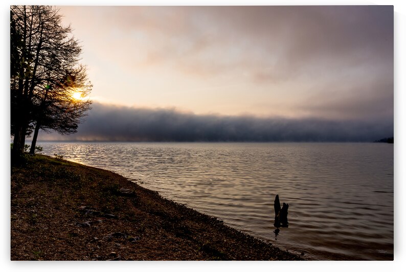 Tree Stump Snap By The Shoreline by Jennifer White