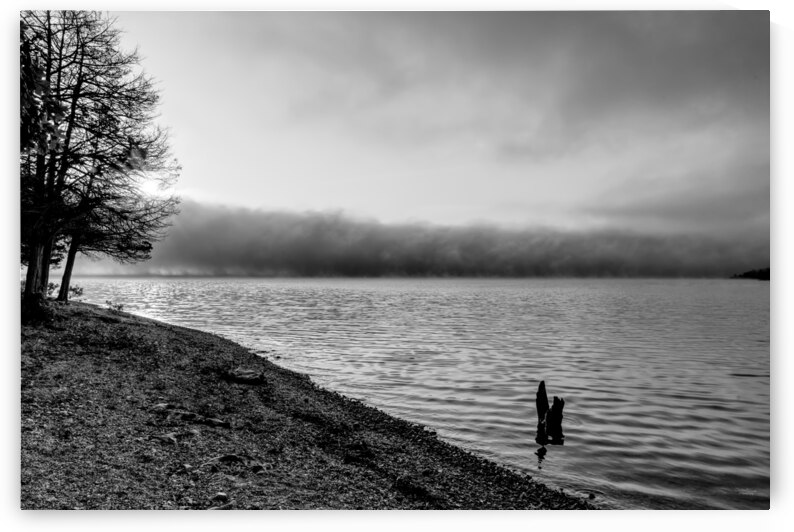 Tree Stump Snap By The Shoreline Grayscale by Jennifer White