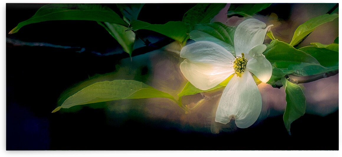 Dogwood Perfection by Norma Brandsberg Photography