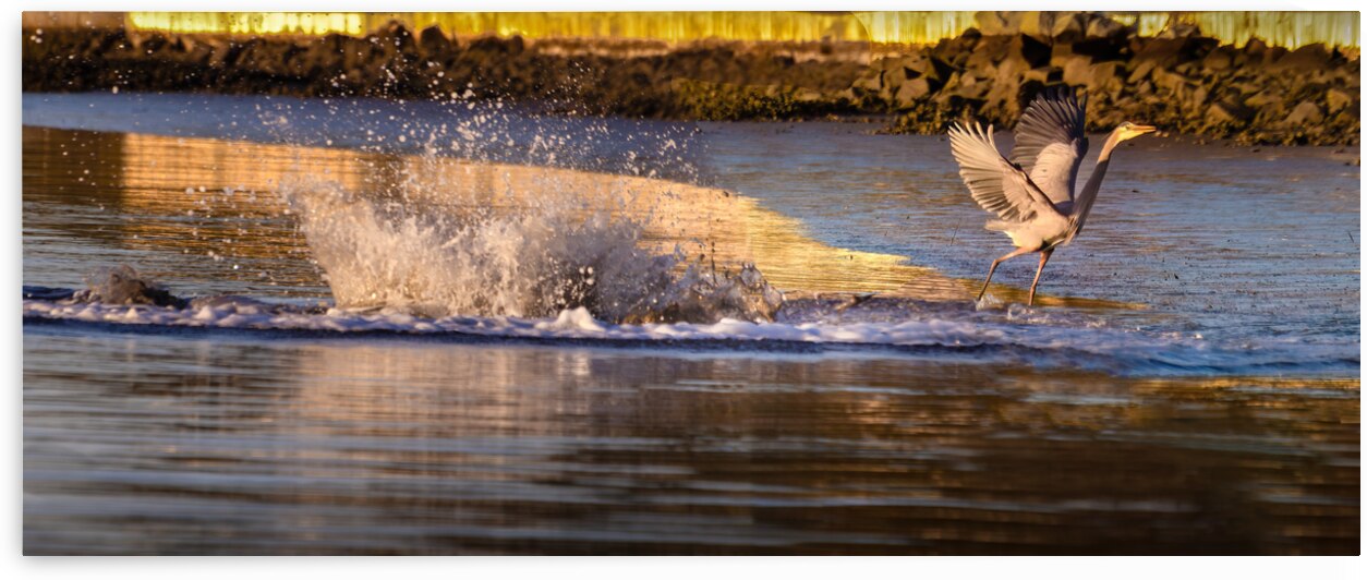 Surprise Porpoise Heron Attack by Norma Brandsberg Photography
