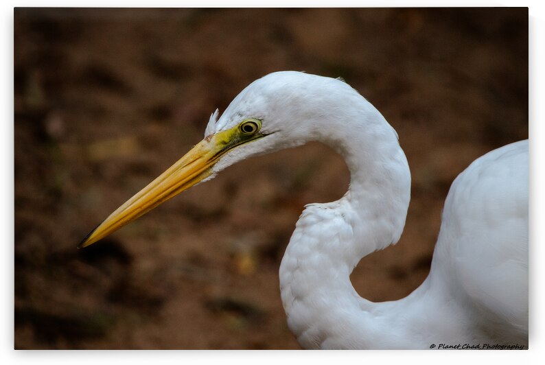 Great Egret - Portrait by Chad Meyer