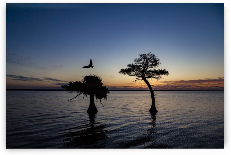 Sunrise on the Nest by JADUPONT PHOTO