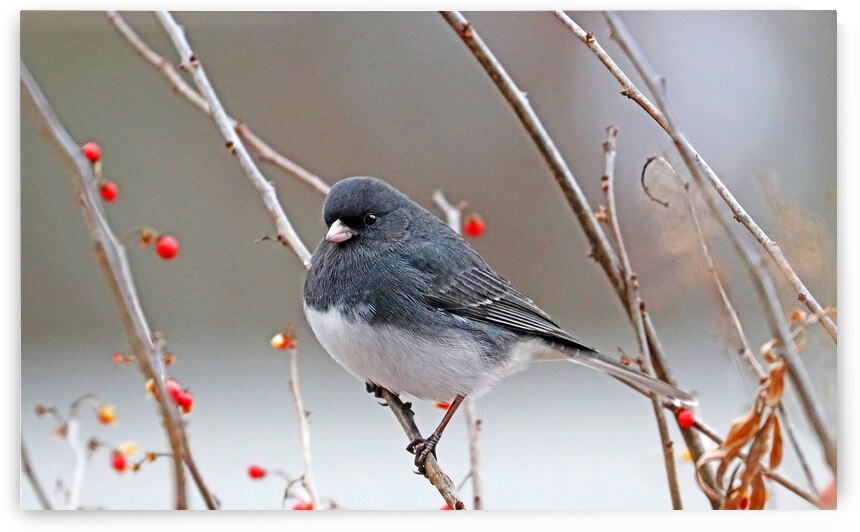 Winter Dark Eyed Junco by Deb Oppermann