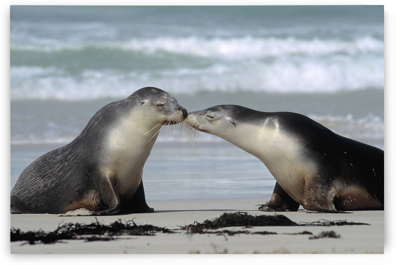 2 AUSTRALIAN SEA LIONS ON THE SHORE 193902 by Panoramic Images