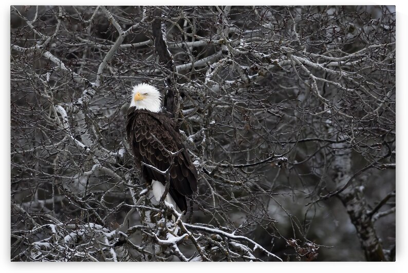 DESPERADO - The Eagle by Kevin Smith